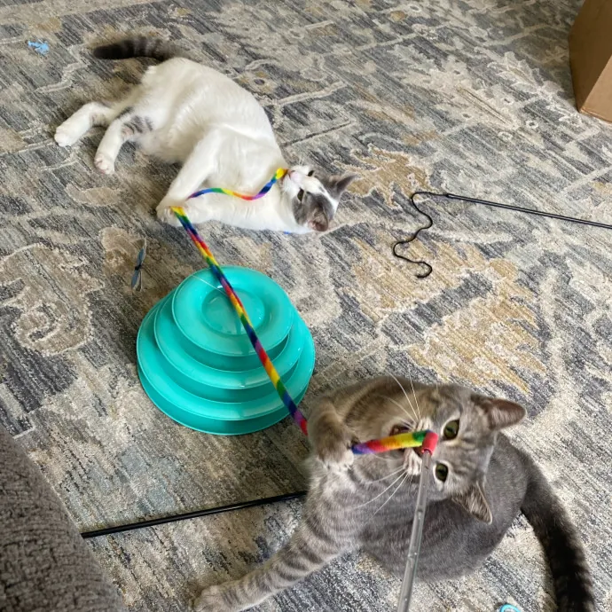 Phd Student W Passion For Kitties