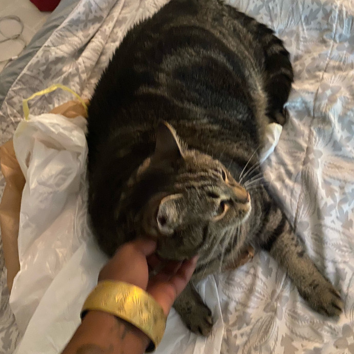 Gentle Attuned And Feline Approved