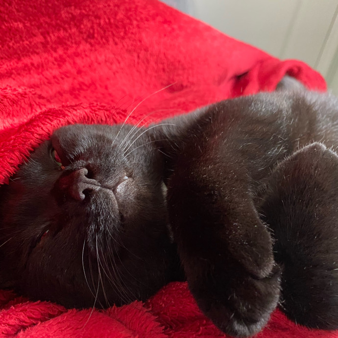 Gentle Attuned And Feline Approved