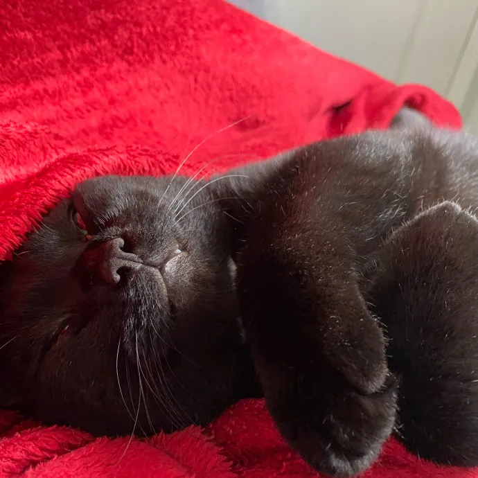 Gentle Attuned And Feline Approved