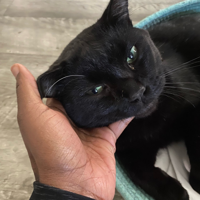 Gentle Attuned And Feline Approved