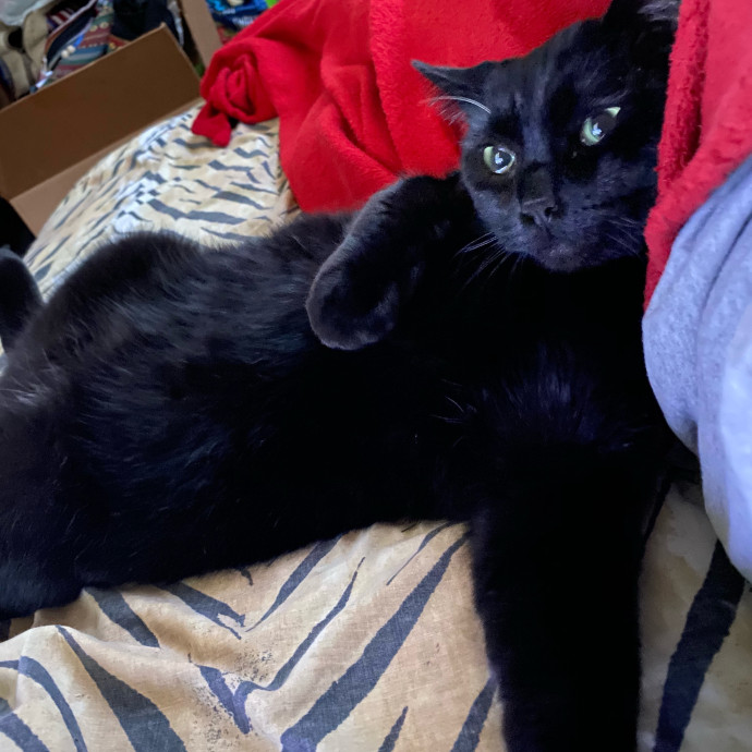 Gentle Attuned And Feline Approved