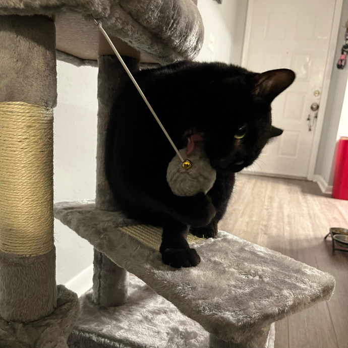 Gentle Attuned And Feline Approved