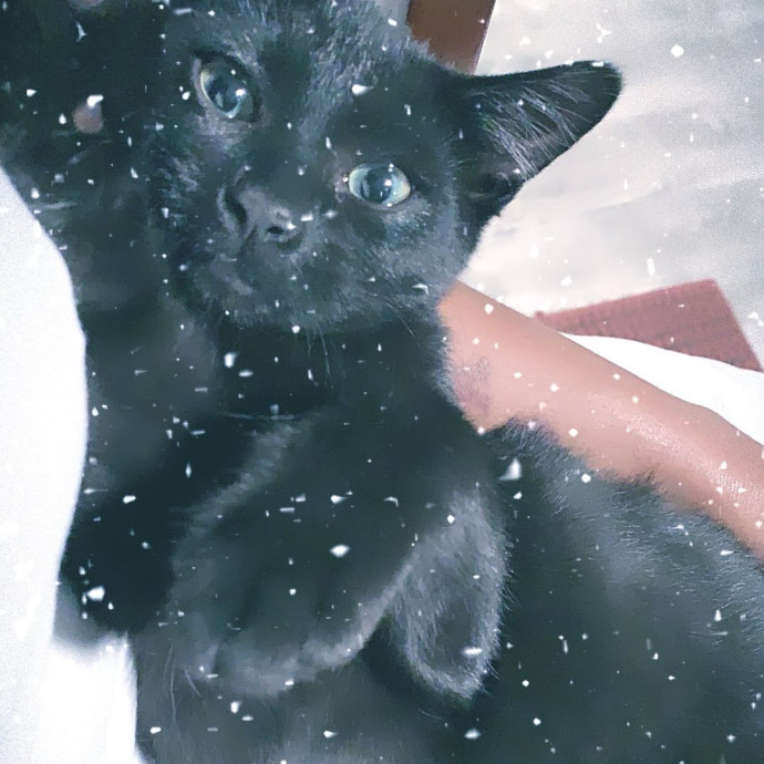 Gentle Attuned And Feline Approved