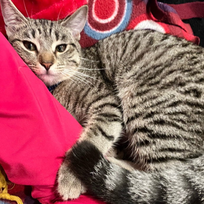 Gentle Attuned And Feline Approved