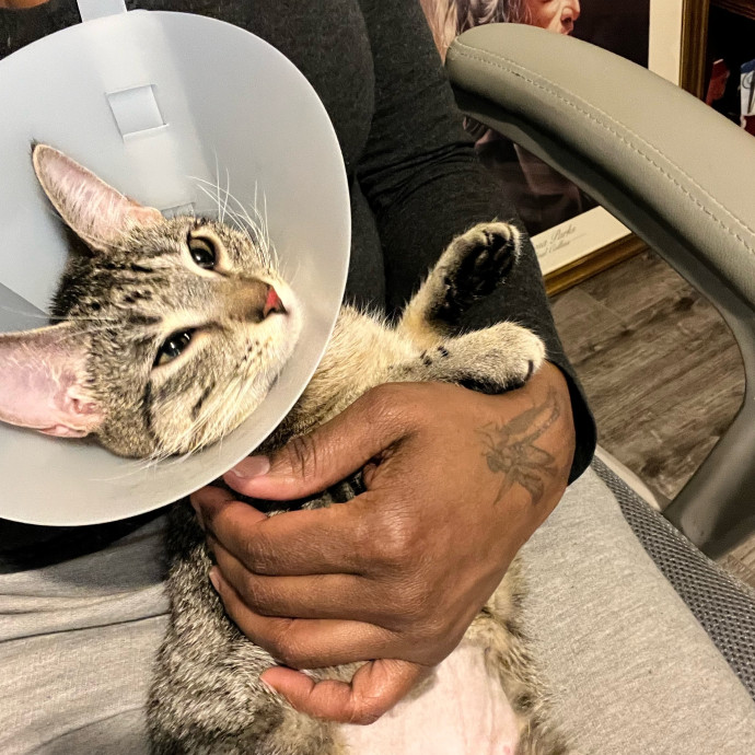 Gentle Attuned And Feline Approved