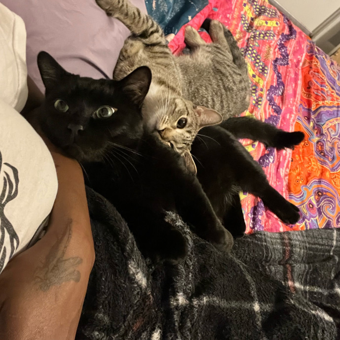 Gentle Attuned And Feline Approved photo 3
