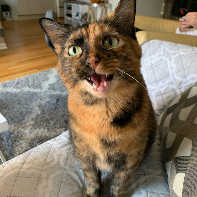 Cleocatra