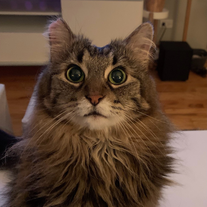 Cleocatra