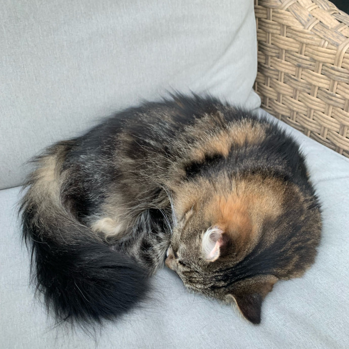 Cleocatra