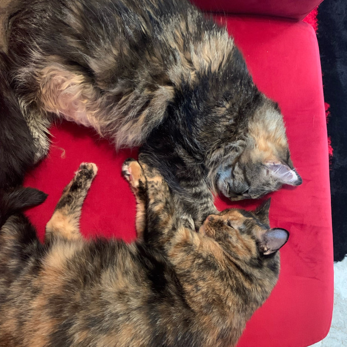 Cleocatra