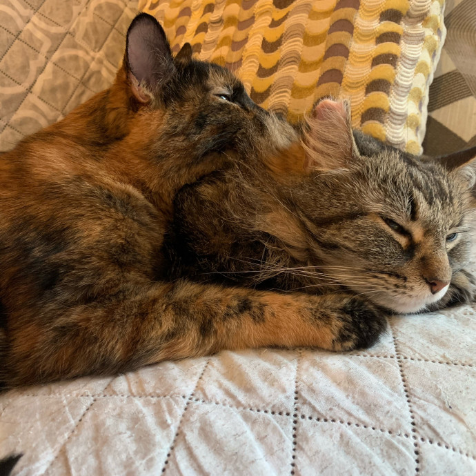 Cleocatra
