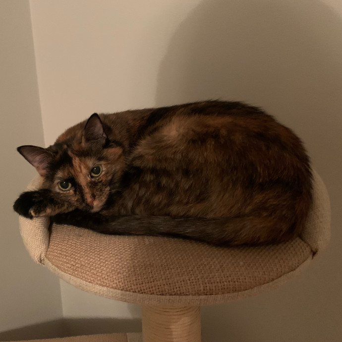 Cleocatra