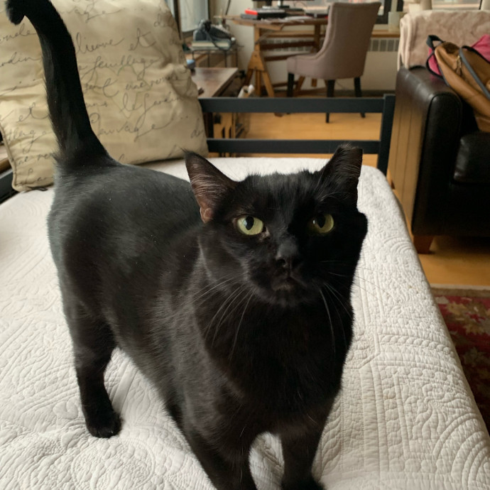 Cleocatra