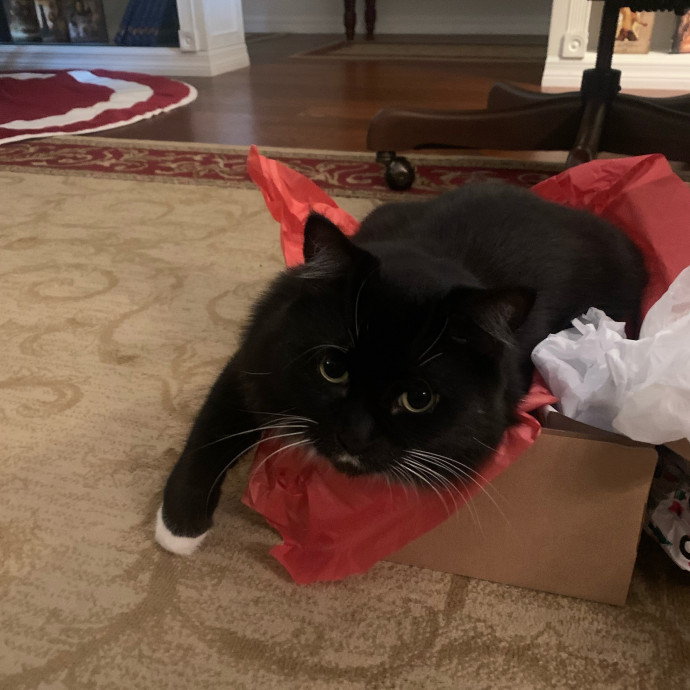Cleocatra