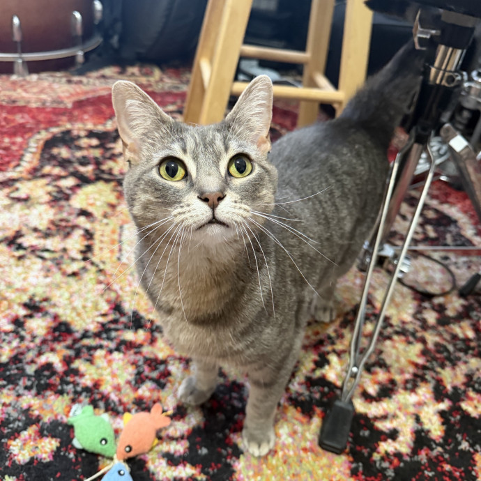 Cleocatra