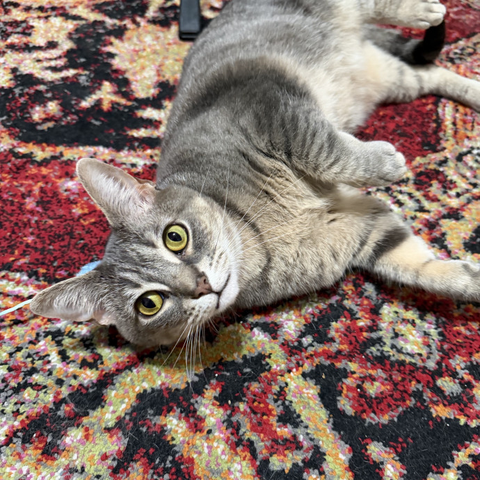 Cleocatra photo 3