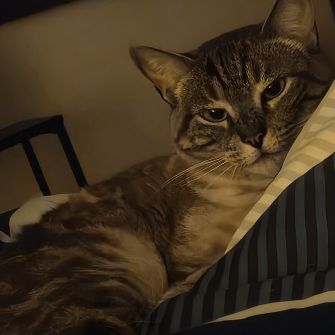 Kat's Compassionate Cat Sitting