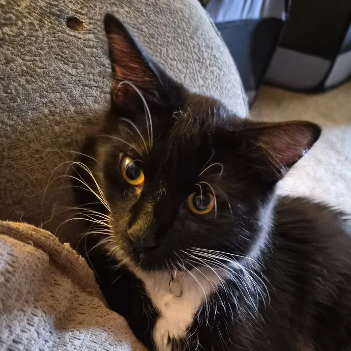 Kat's Compassionate Cat Sitting photo 2