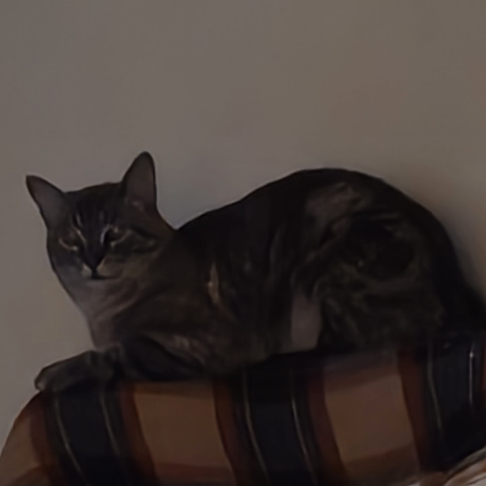 Kat's Compassionate Cat Sitting