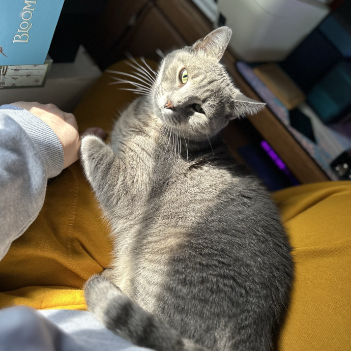 Jess's Pet Sitting Services