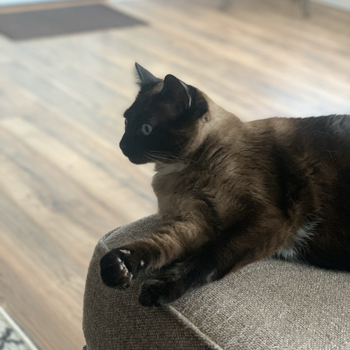 Jess's Pet Sitting Services photo 3