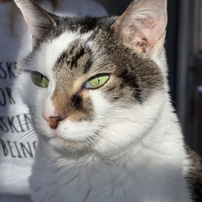 Experienced Caring Pet Sitter photo 3