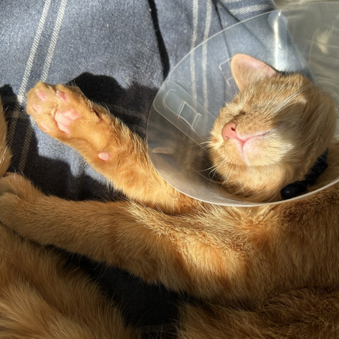 Experienced Caring Pet Sitter photo 2