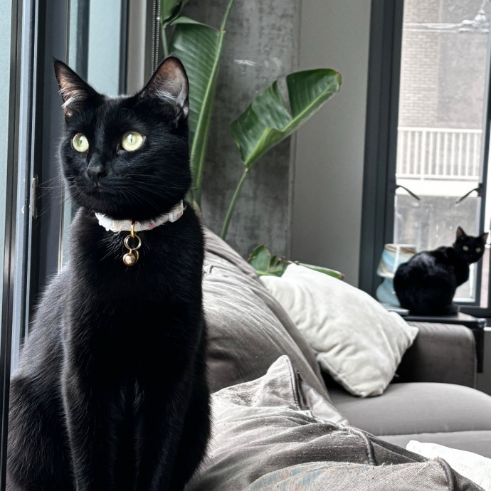 Flexible Loving Cat Sitter