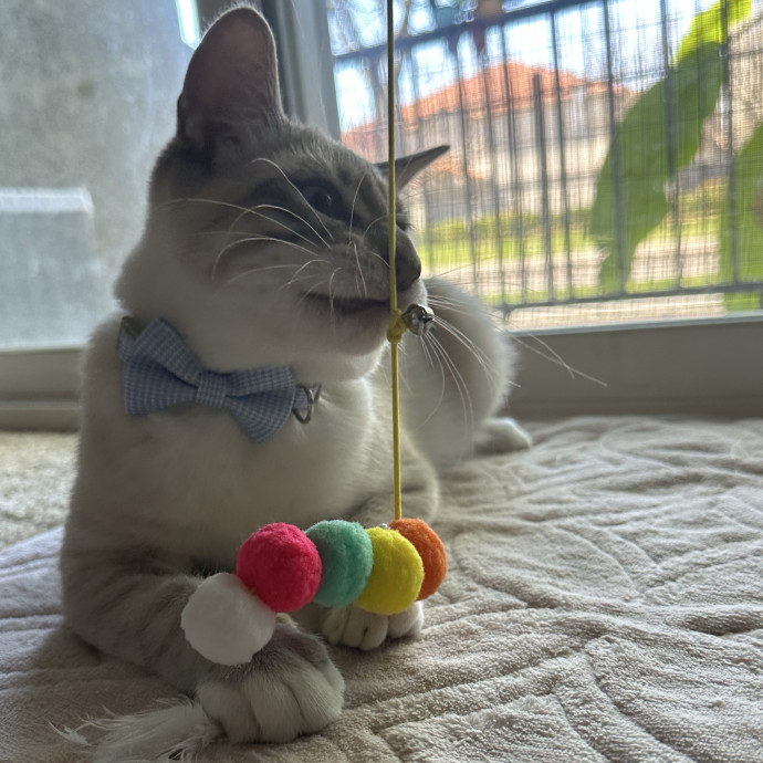 Sunshine And Fur Babies photo 3