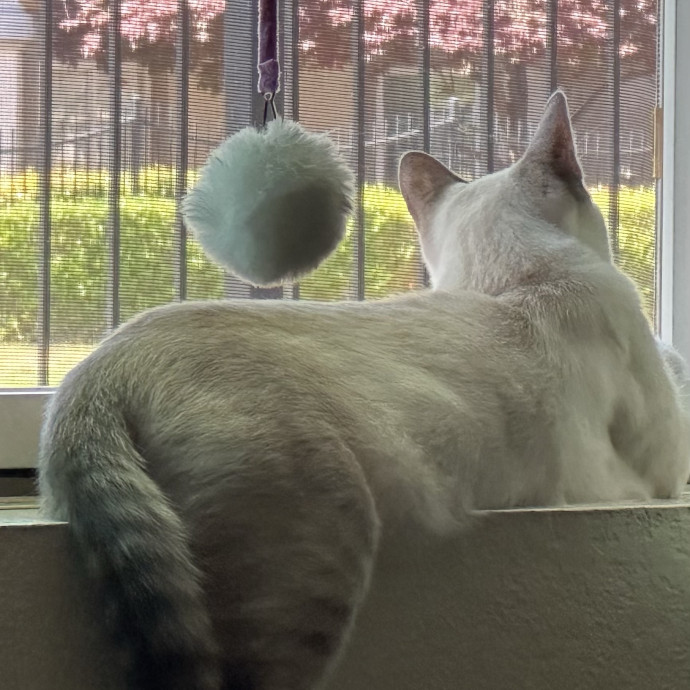 Sunshine And Fur Babies photo 2
