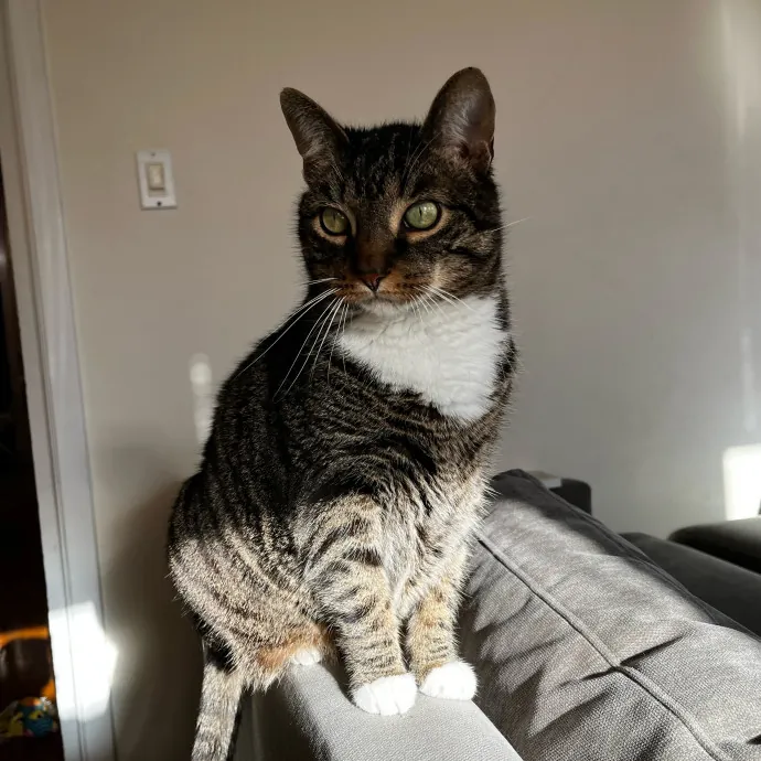Treating All Fur Babies Like My Own