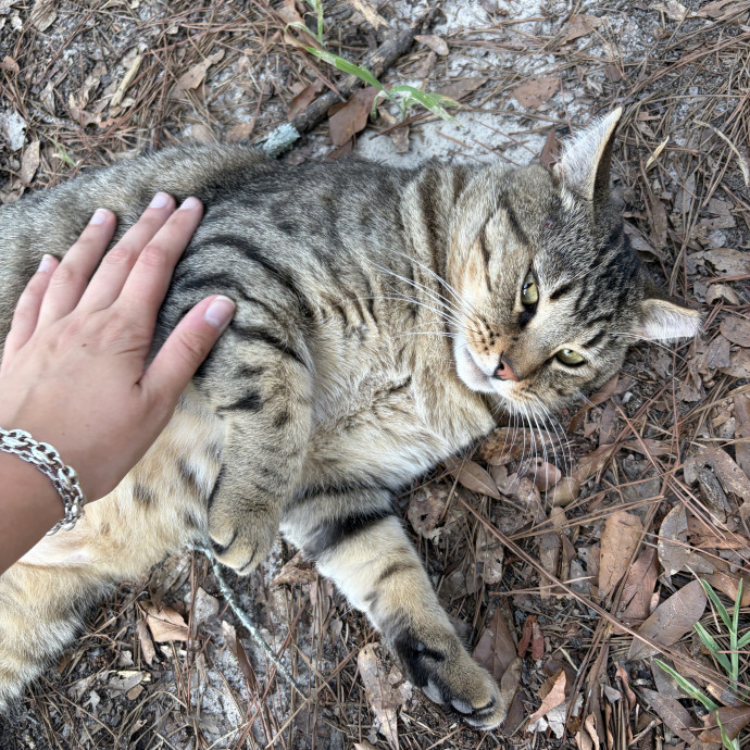Phd Student Who Loves Cats