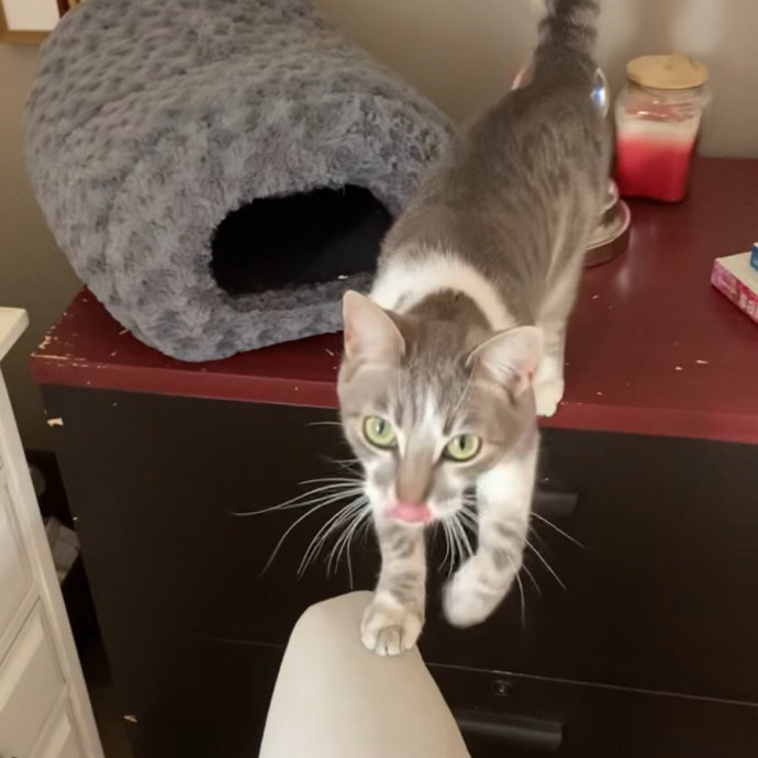 The Ultimate Cat Companion
