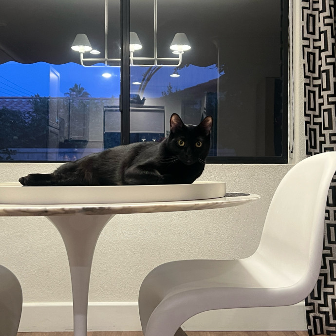 The Ultimate Cat Companion