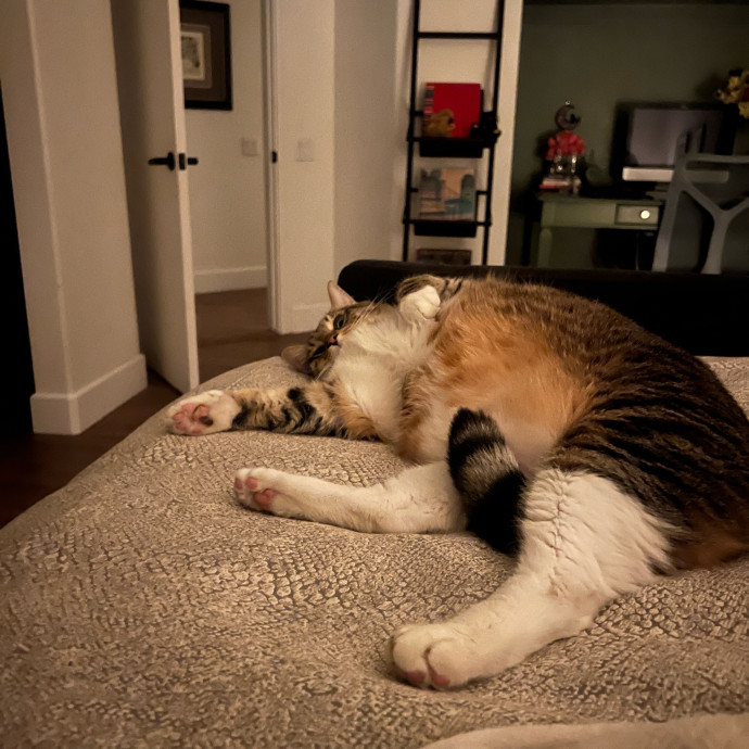 The Ultimate Cat Companion