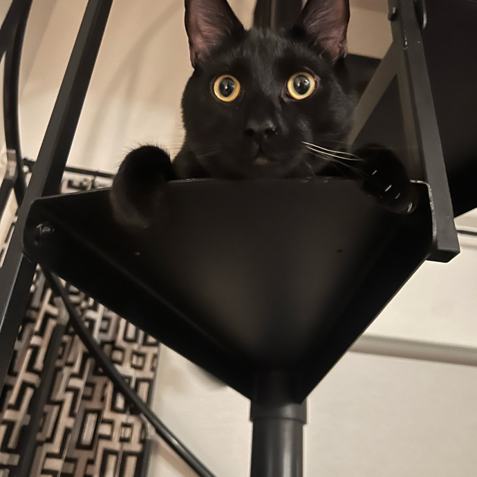 The Ultimate Cat Companion