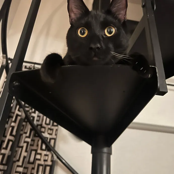 The Ultimate Cat Companion
