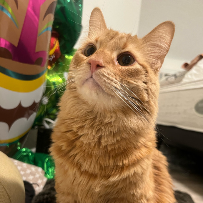 The Ultimate Cat Companion