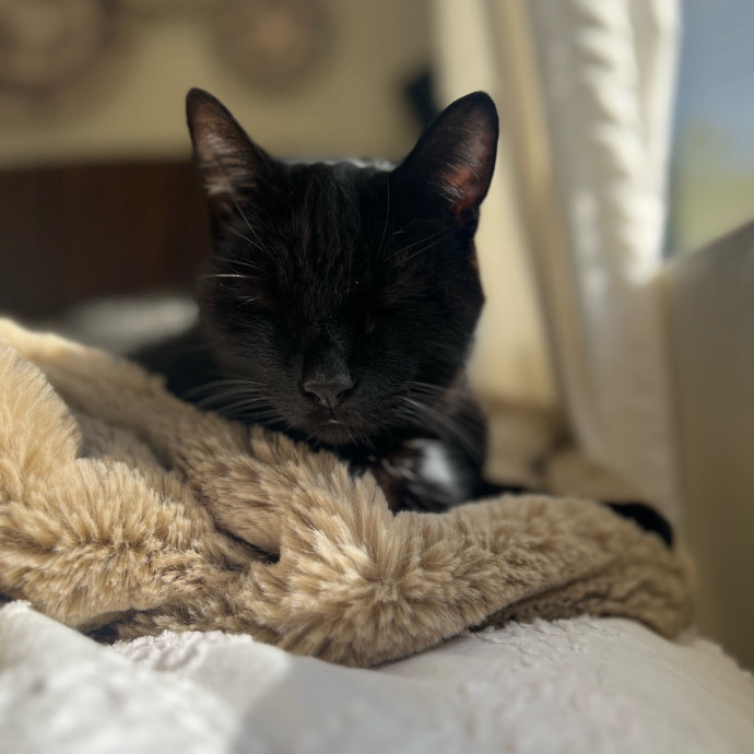 The Ultimate Cat Companion
