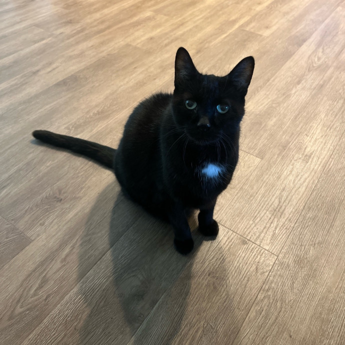 The Ultimate Cat Companion