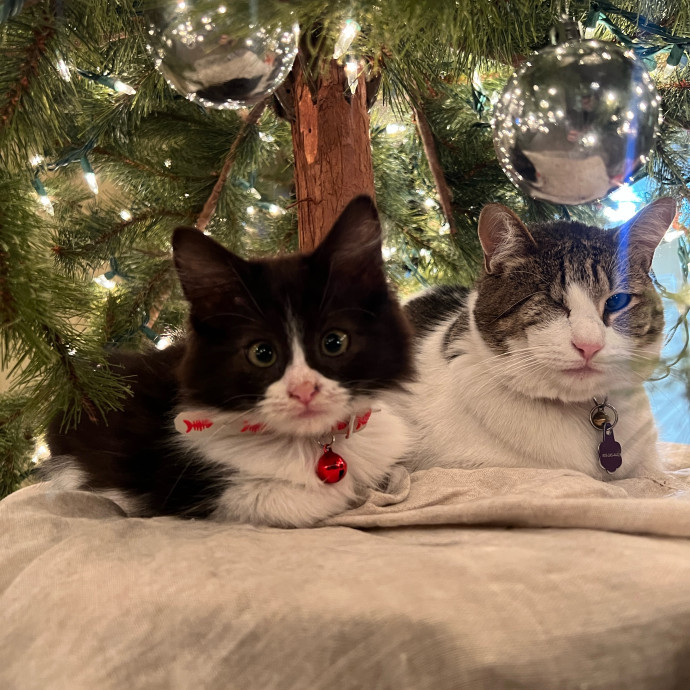 The Ultimate Cat Companion
