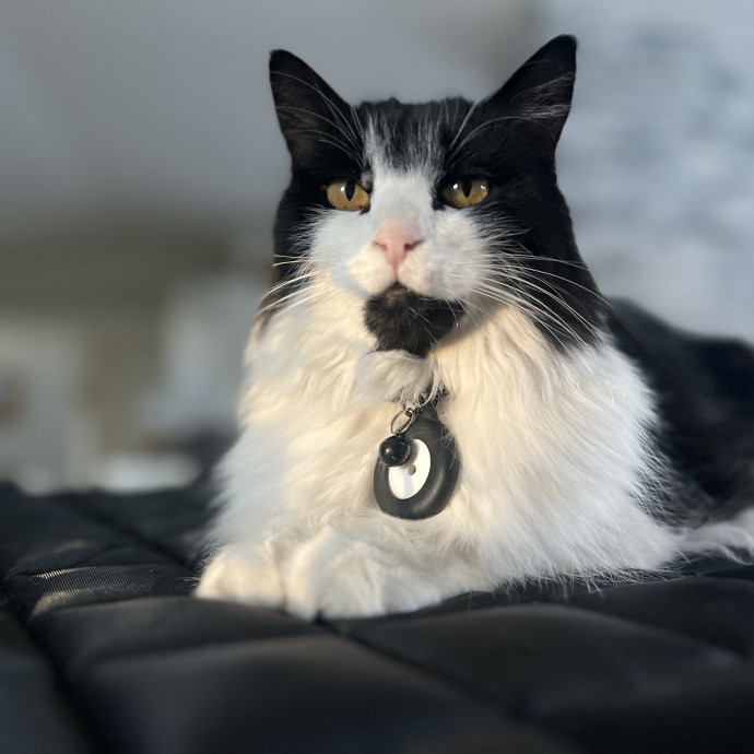 The Ultimate Cat Companion