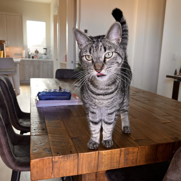 The Ultimate Cat Companion