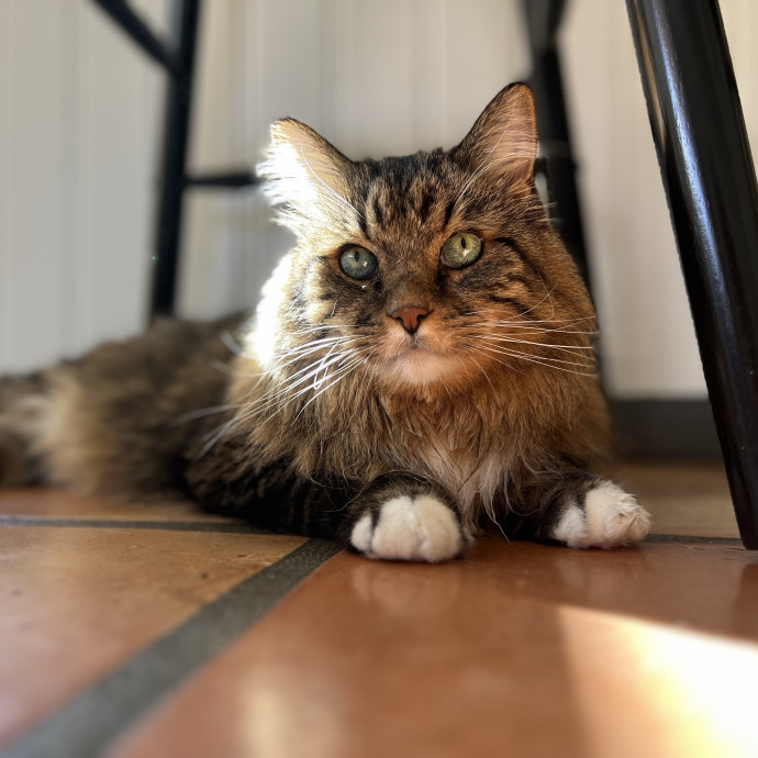 The Ultimate Cat Companion