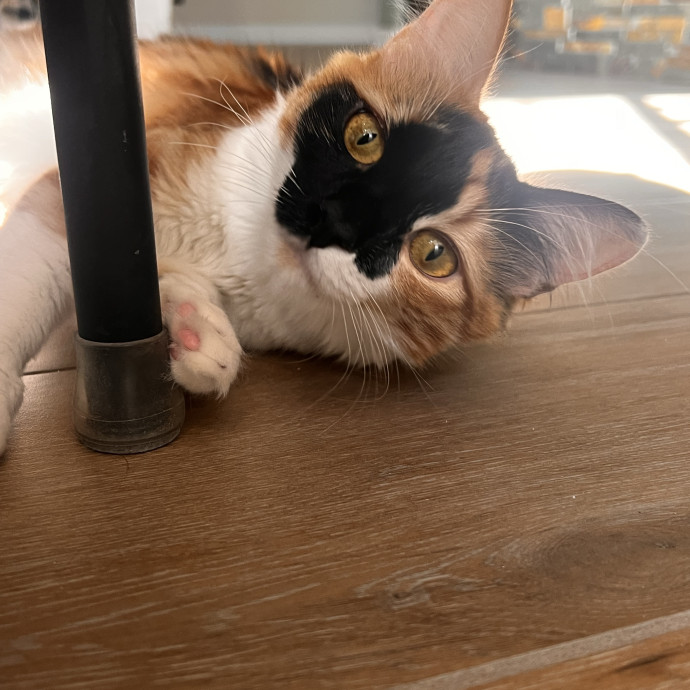 The Ultimate Cat Companion