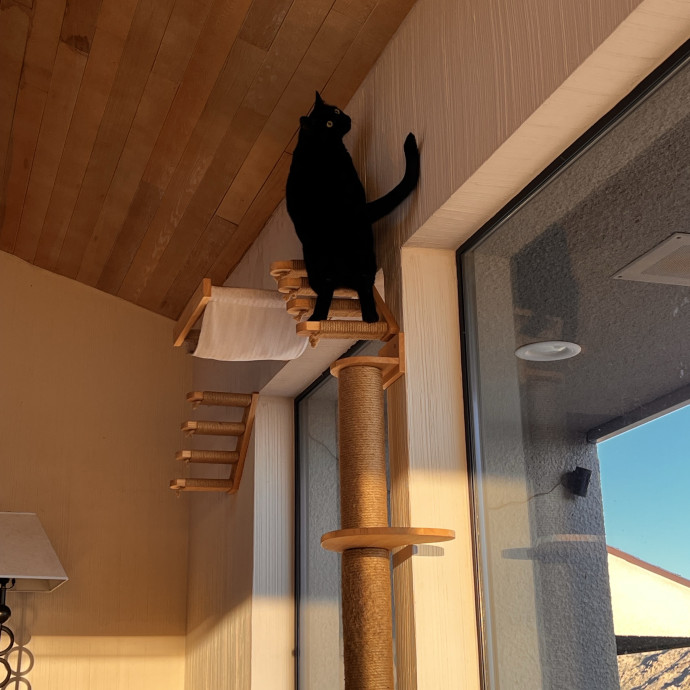 The Ultimate Cat Companion