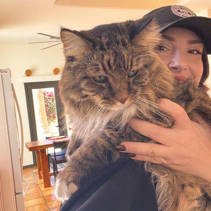 The Ultimate Cat Companion