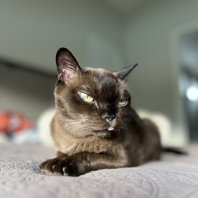 The Ultimate Cat Companion
