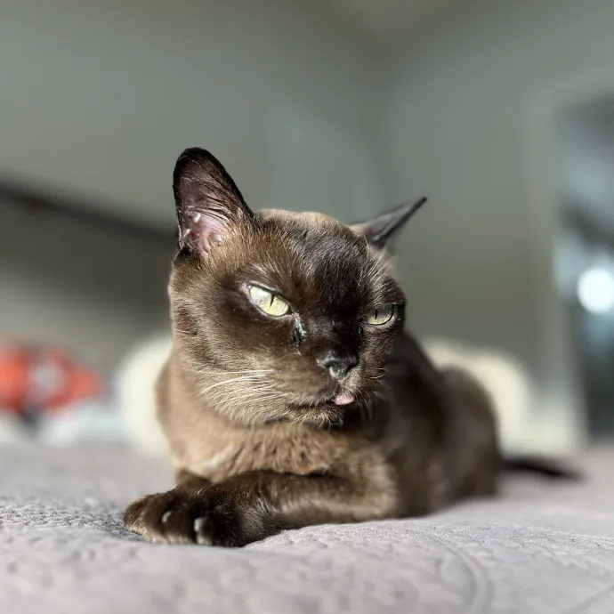 The Ultimate Cat Companion